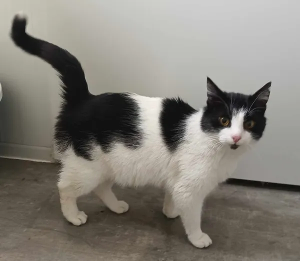 Znaleziono kota, Pieckowo, 15 marca 2024 (2/2)