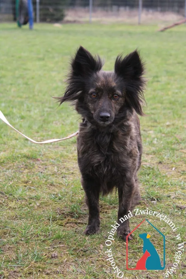 Pies do adopcji, Węgrowo, 15 marca 2024