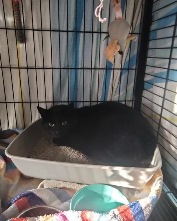 Znaleziono kota, Młodolino, 14 marca 2024