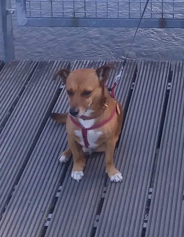 Zaginął pies, Łódź, 16 marca 2024