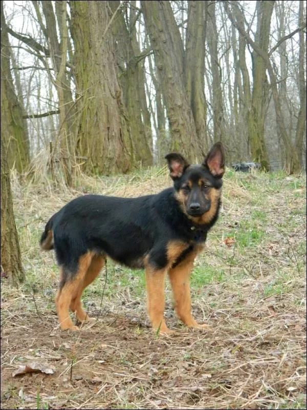 Znaleziono psa, Grudziądz, 2 lutego 2024