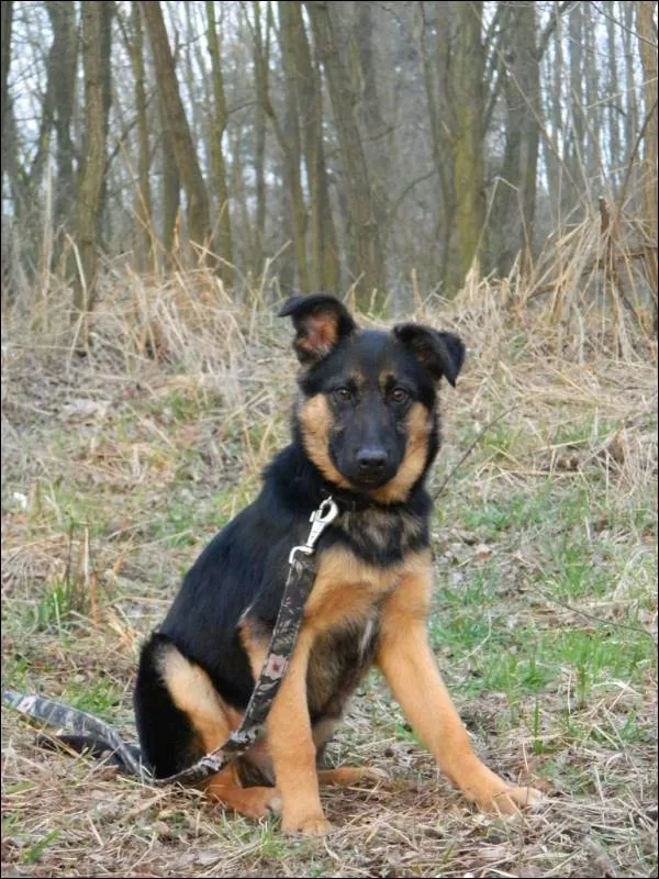 Znaleziono psa, Grudziądz, 2 lutego 2024