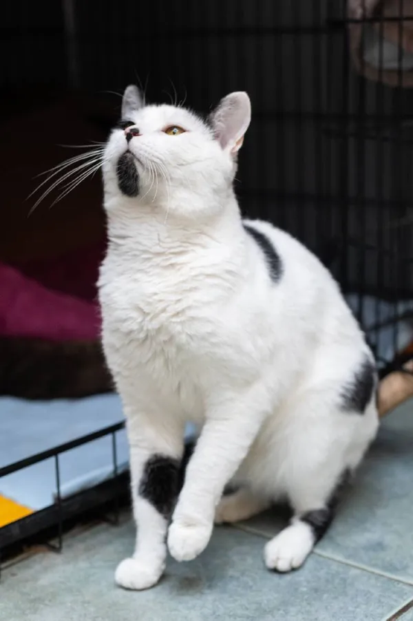 Znaleziono psa, Łódź, 16 marca 2024 (5/5)