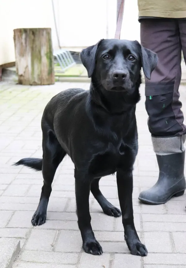 Znaleziono psa, Łódź, 16 marca 2024 (2/2)