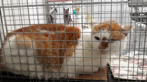 Znaleziono kota, Łódź, 17 marca 2024