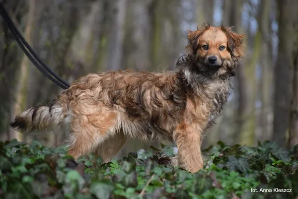 Znaleziono psa, Toruń, 26 lutego 2024