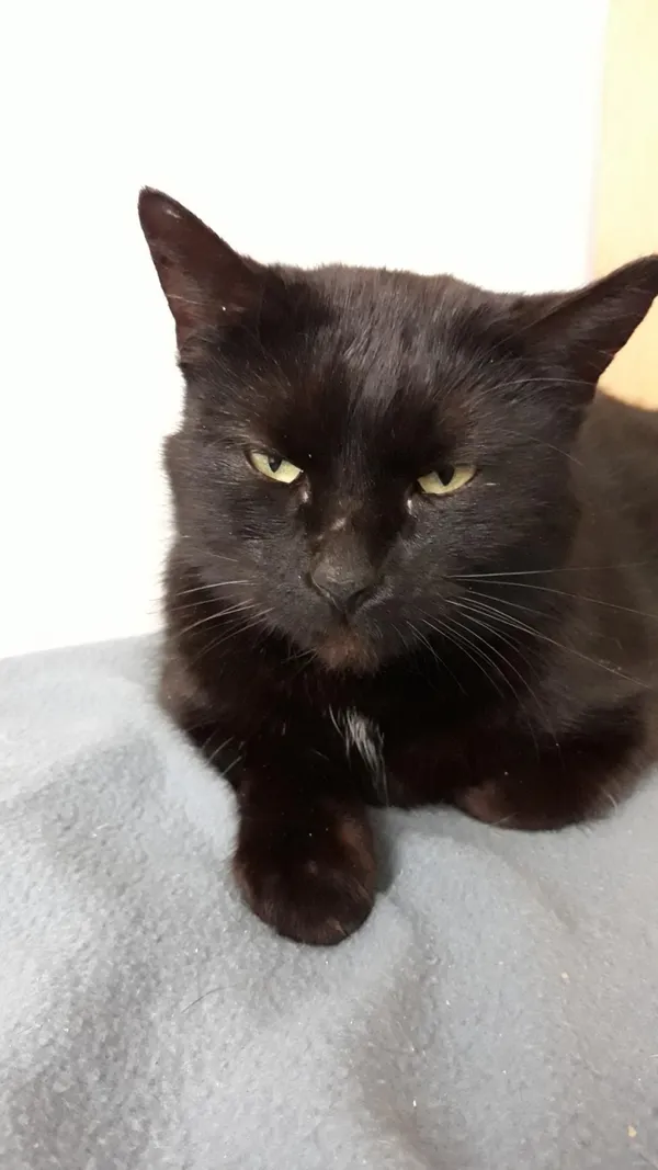 Znaleziono kota, Łódź, 17 marca 2024