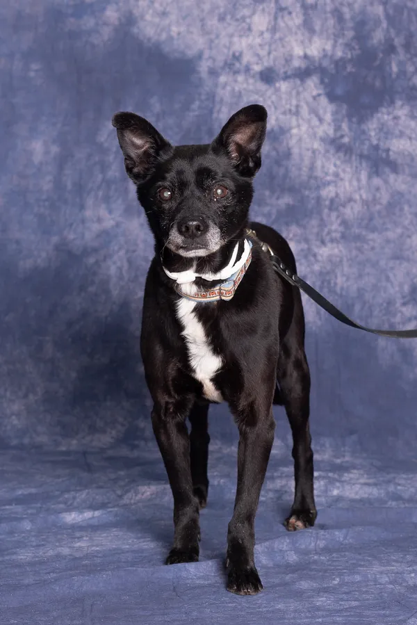 Pies do adopcji, Gdańsk, 18 marca 2024