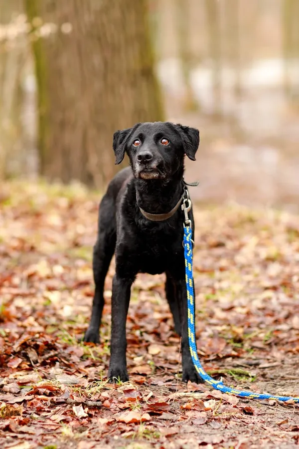 Pies do adopcji, Elbląg, 17 marca 2024 (1/4)