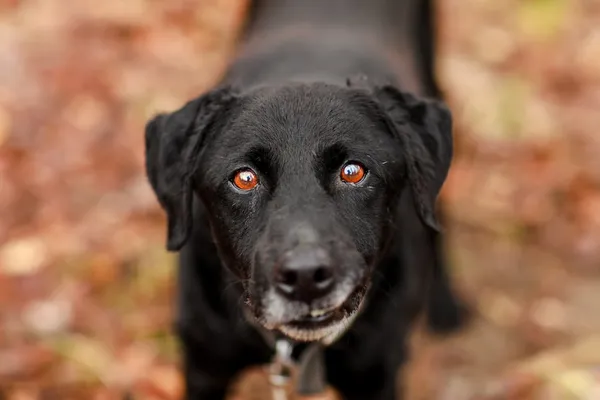 Pies do adopcji, Elbląg, 17 marca 2024 (2/4)