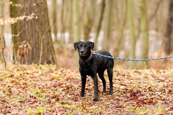 Pies do adopcji, Elbląg, 17 marca 2024 (4/4)