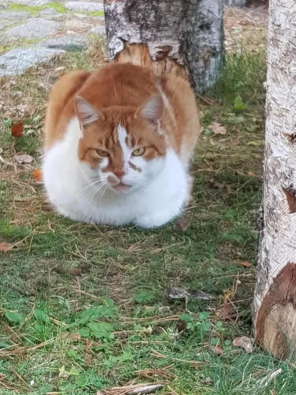 Zaginął kot, Olsztyn, Zatorze, 18 marca 2024 (1/2)