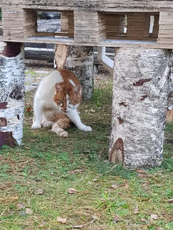 Zaginął kot, Olsztyn, Zatorze, 18 marca 2024 (2/2)