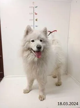 Znaleziono psa, Bytom, 18 marca 2024 (2/2)