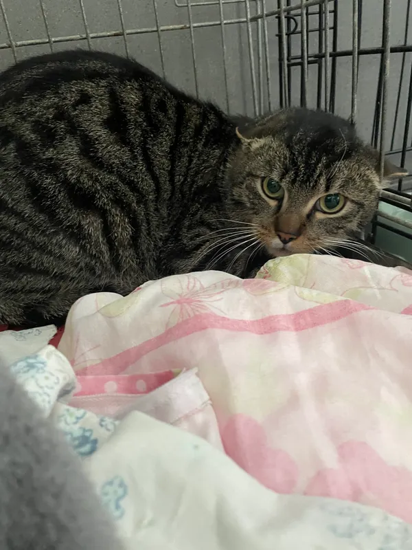 Kot do adopcji, Kielce, 18 marca 2024