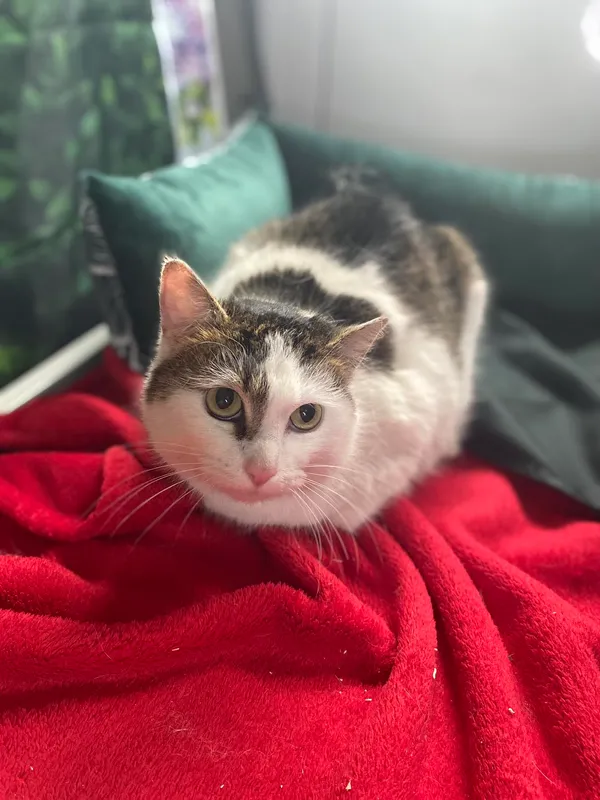 Kot do adopcji, Kielce, 18 marca 2024