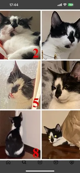 Zaginął kot, Łódź, 17 marca 2024