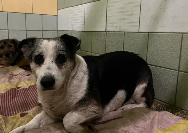 Pies do adopcji, Włocławek, 15 marca 2024 (1/2)