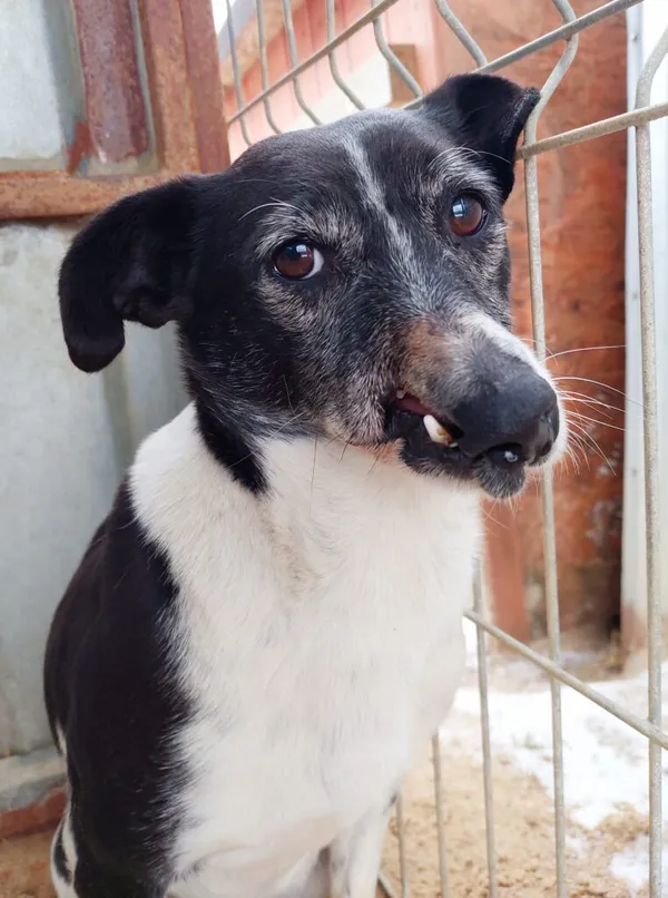 Pies do adopcji, Przyborówko, 18 marca 2024 (1/3)