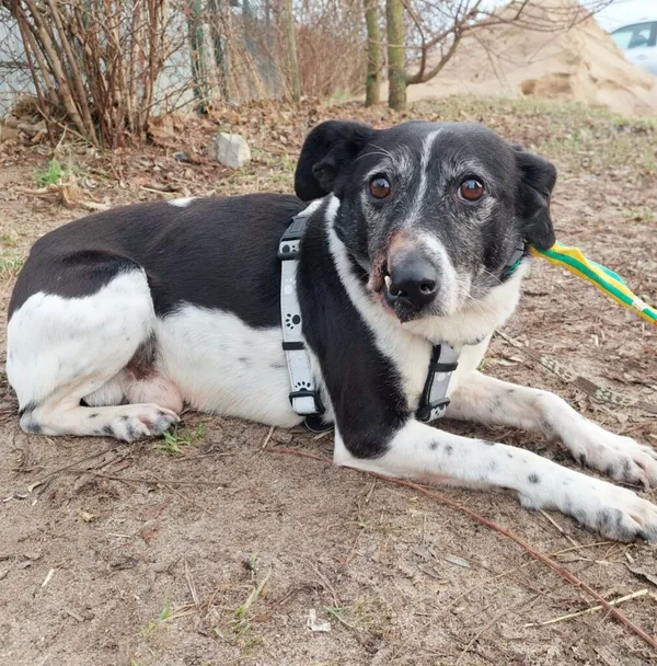 Pies do adopcji, Przyborówko, 18 marca 2024 (2/3)