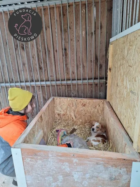 Pies do adopcji, Wolsztyn, 18 marca 2024