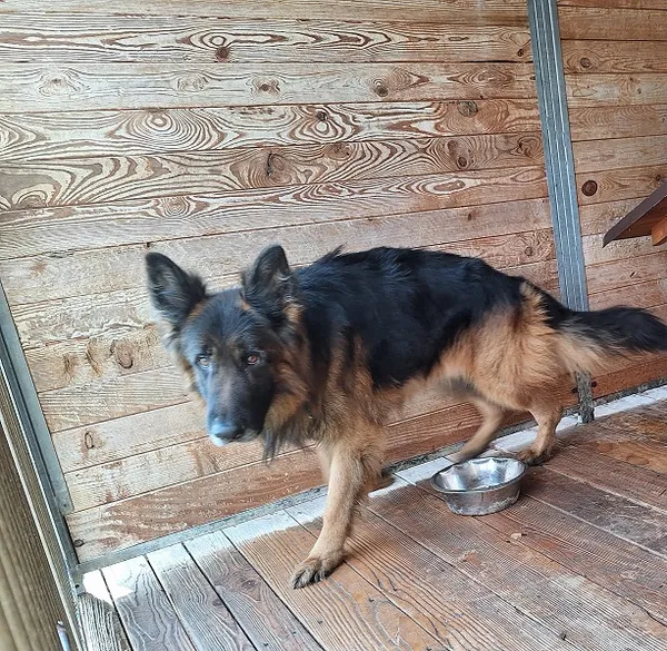 Pies do adopcji, Orzechowce, 17 marca 2024 (1/3)