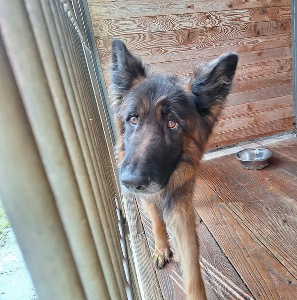 Pies do adopcji, Orzechowce, 17 marca 2024 (3/3)