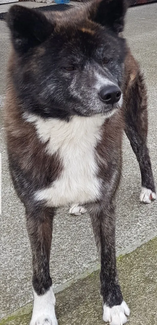 Zaginął pies, Grab, 19 marca 2024 (1/3)