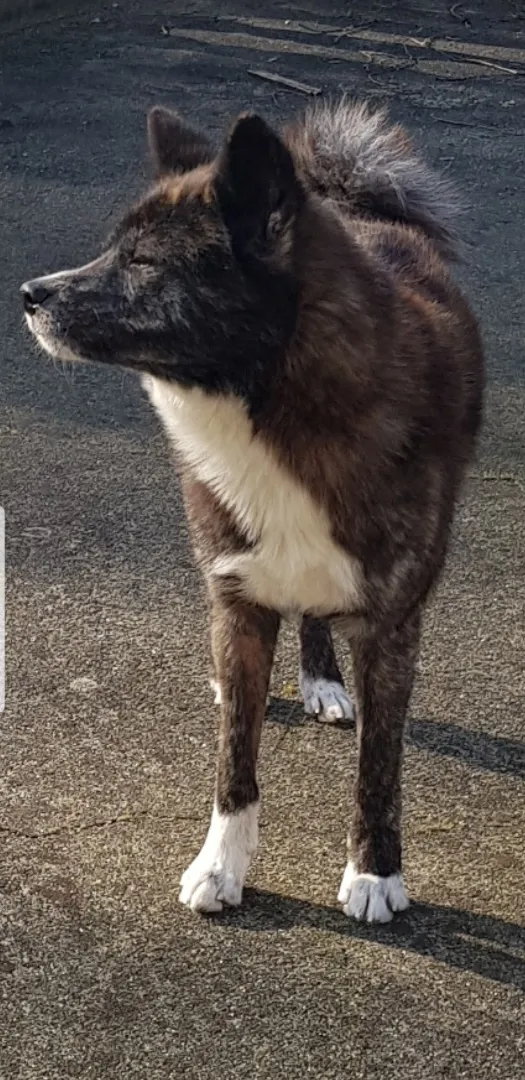 Zaginął pies, Grab, 19 marca 2024 (2/3)