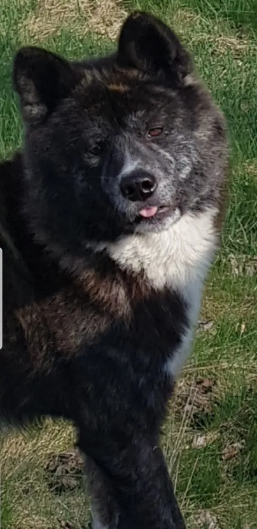 Zaginął pies, Grab, 19 marca 2024 (3/3)