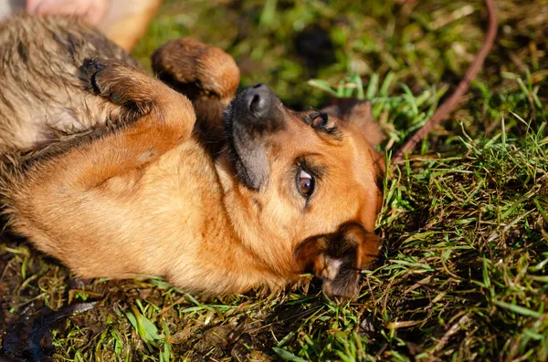 Oddam psa, Olsztyn, Osiedle Kętrzyńskiego, 19 marca 2024 (1/4)