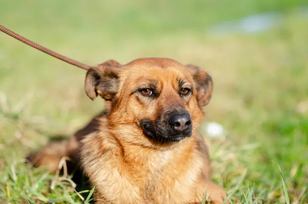 Oddam psa, Olsztyn, Osiedle Kętrzyńskiego, 19 marca 2024 (3/4)