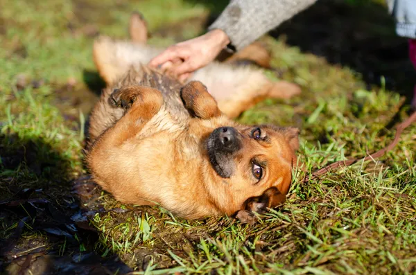 Oddam psa, Olsztyn, Osiedle Kętrzyńskiego, 19 marca 2024 (4/4)