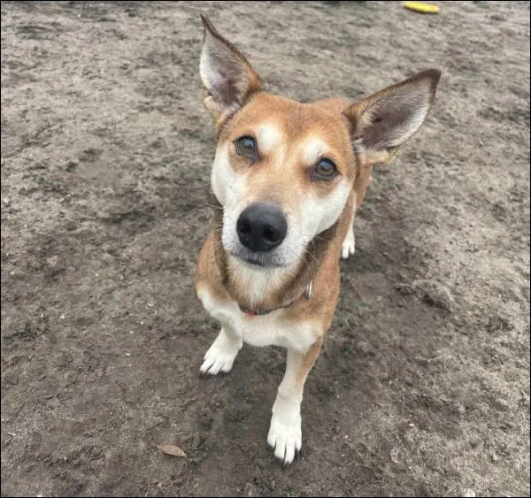 Znaleziono psa, Grudziądz, 22 listopada 2023