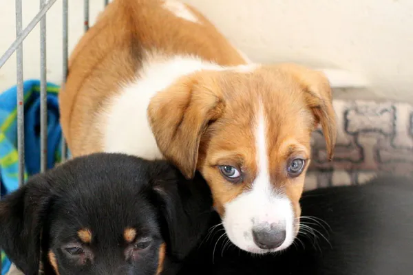 Znaleziono psa, Wałbrzych, 17 marca 2024