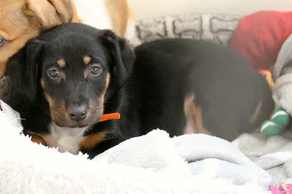 Znaleziono psa, Wałbrzych, 17 marca 2024