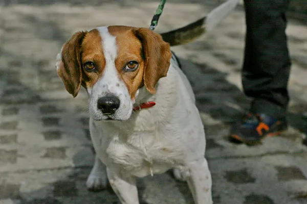 Znaleziono psa, Wałbrzych, 17 marca 2024 (2/3)