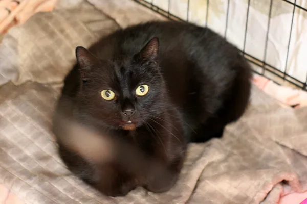 Znaleziono kota, Wałbrzych, 17 marca 2024 (2/2)