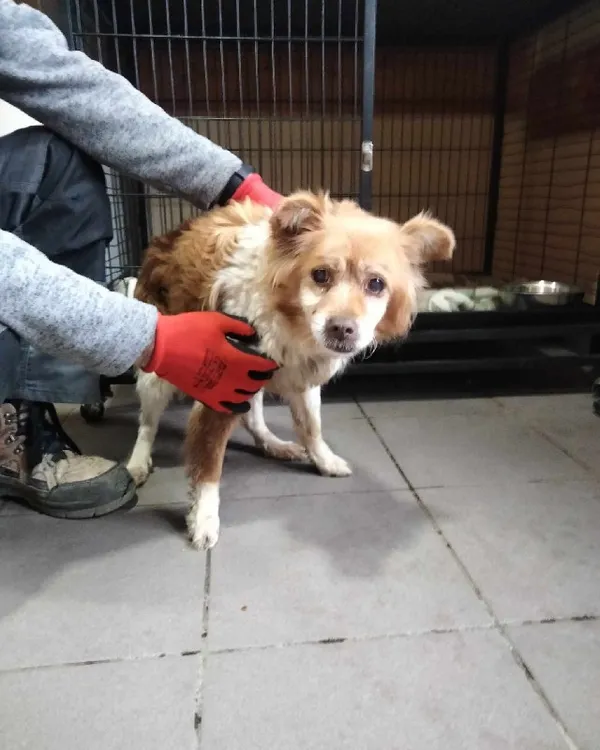 Znaleziono psa, Młodolino, 17 marca 2024