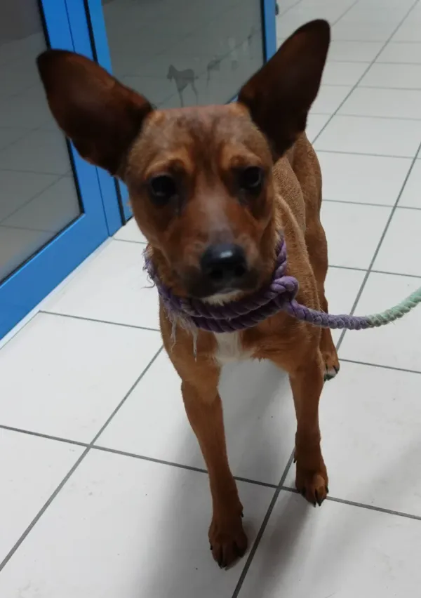 Znaleziono psa, Gdańsk, 19 marca 2024