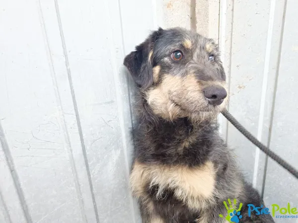 Znaleziono psa, Racławice, 14 marca 2024 (1/5)