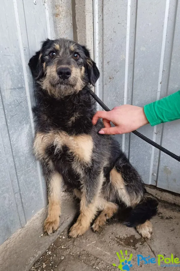 Znaleziono psa, Racławice, 14 marca 2024 (3/5)