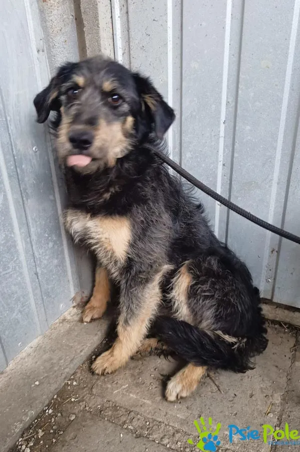 Znaleziono psa, Racławice, 14 marca 2024 (4/5)