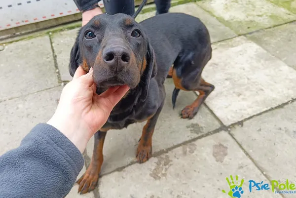 Znaleziono psa, Racławice, 15 marca 2024 (2/5)