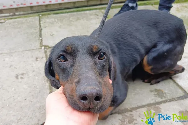 Znaleziono psa, Racławice, 15 marca 2024 (5/5)