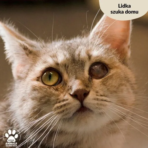 Kot do adopcji, Dąbrówka, 19 marca 2024 (1/5)