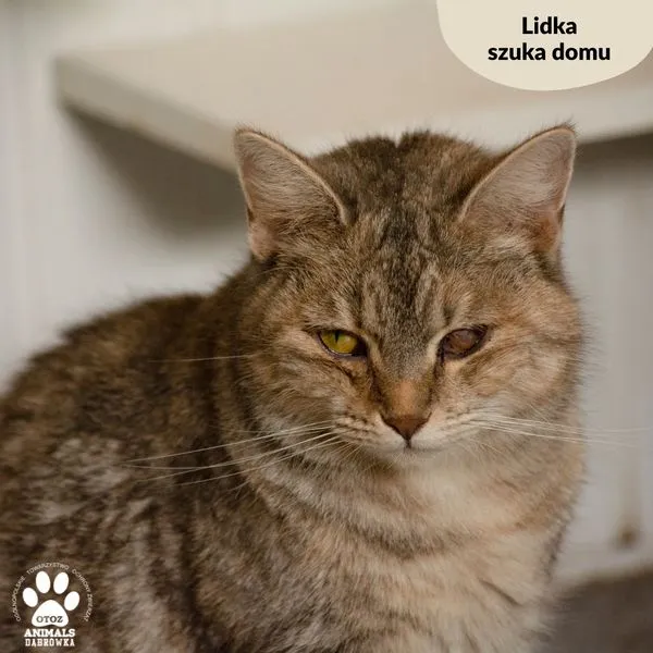 Kot do adopcji, Dąbrówka, 19 marca 2024 (2/5)