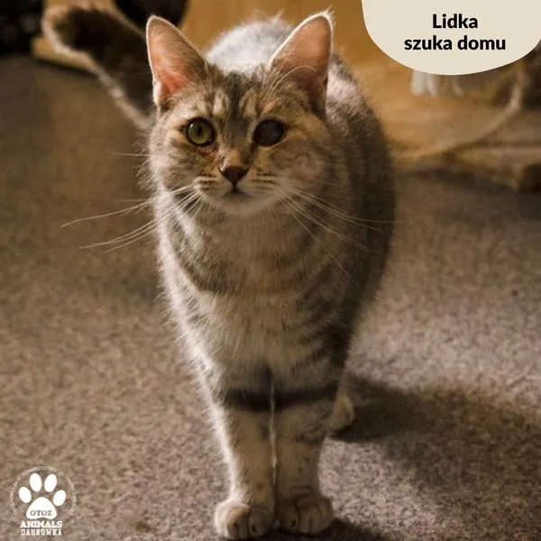 Kot do adopcji, Dąbrówka, 19 marca 2024 (3/5)