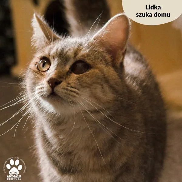 Kot do adopcji, Dąbrówka, 19 marca 2024 (4/5)