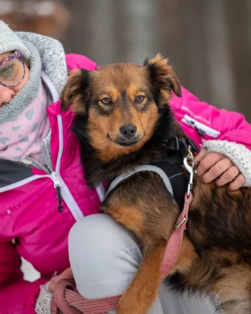 Pies do adopcji, Piła, 18 listopada 2023 (1/5)